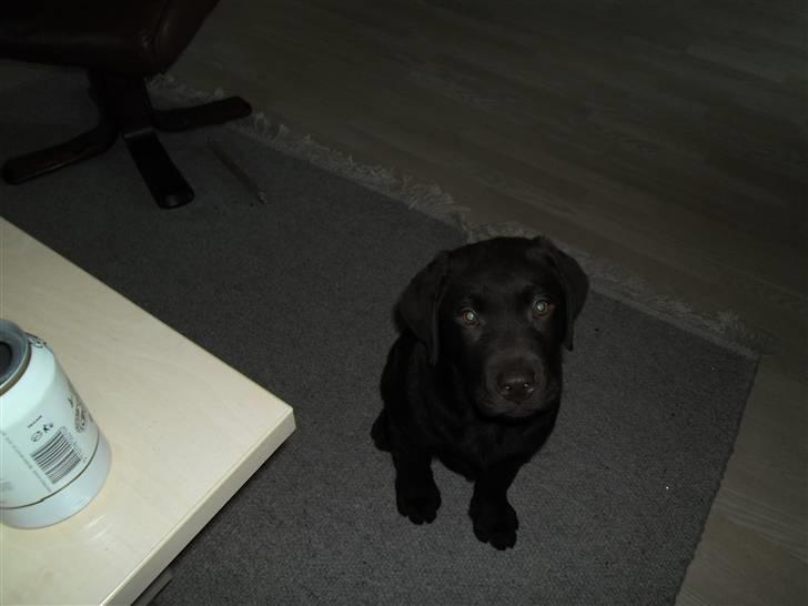 Labrador retriever Tyson - er jeg ikke sød? billede 7