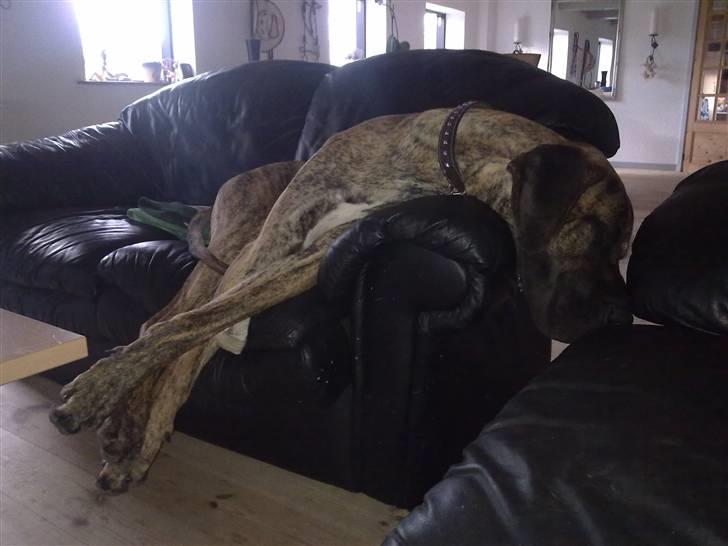 Grand danois Zeus - 2ér sofaen passer lige lille zeus billede 11