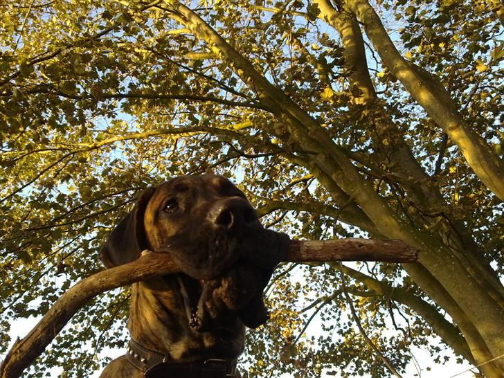 Grand danois Zeus - en tur i vores egen lille skov billede 1