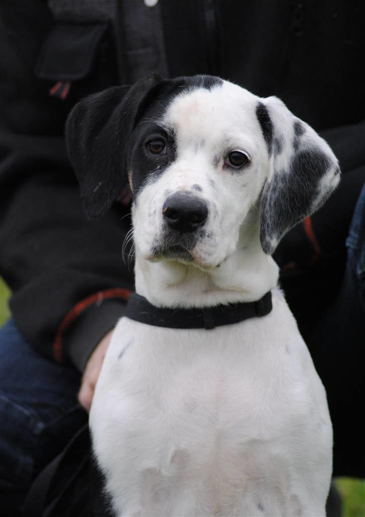 Blanding af racer Gaia billede 1