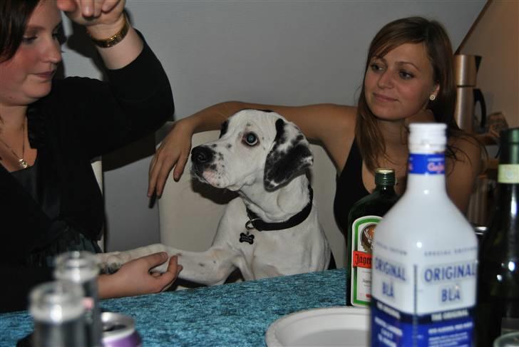 Blanding af racer Gaia billede 3