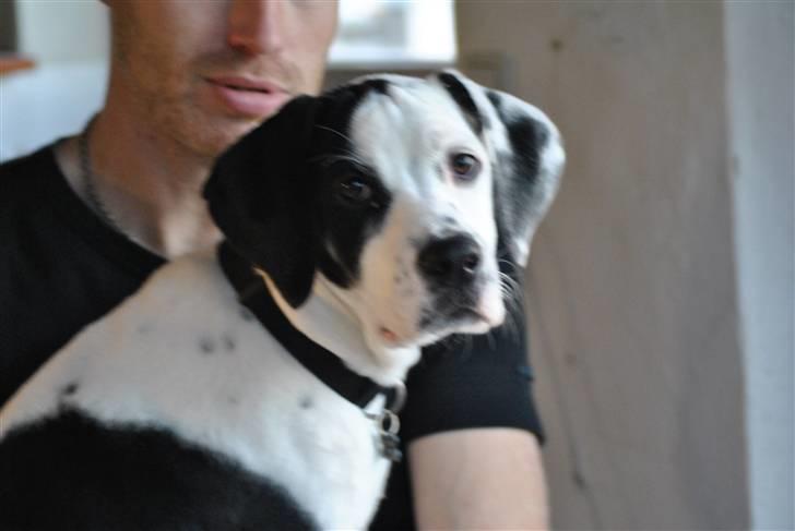 Blanding af racer Gaia billede 6