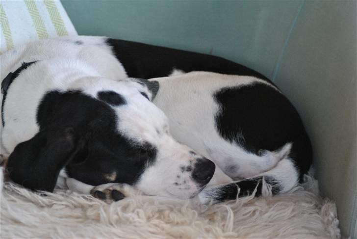 Blanding af racer Gaia billede 7