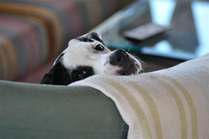 Blanding af racer Gaia billede 8