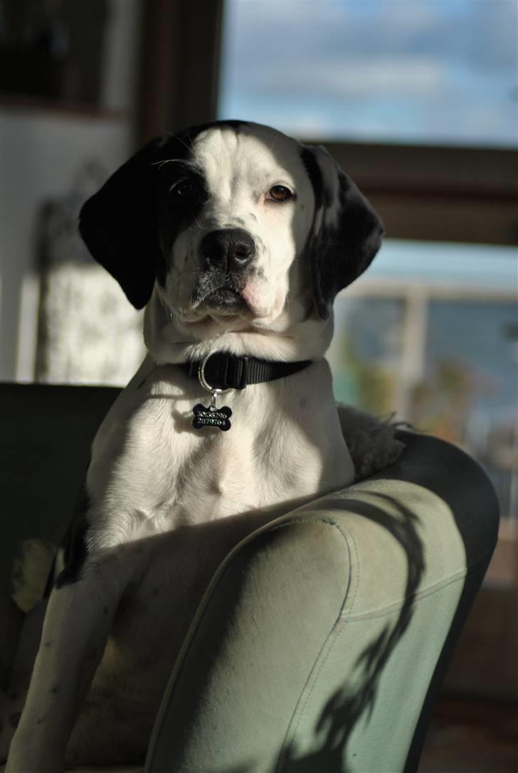 Blanding af racer Gaia billede 9