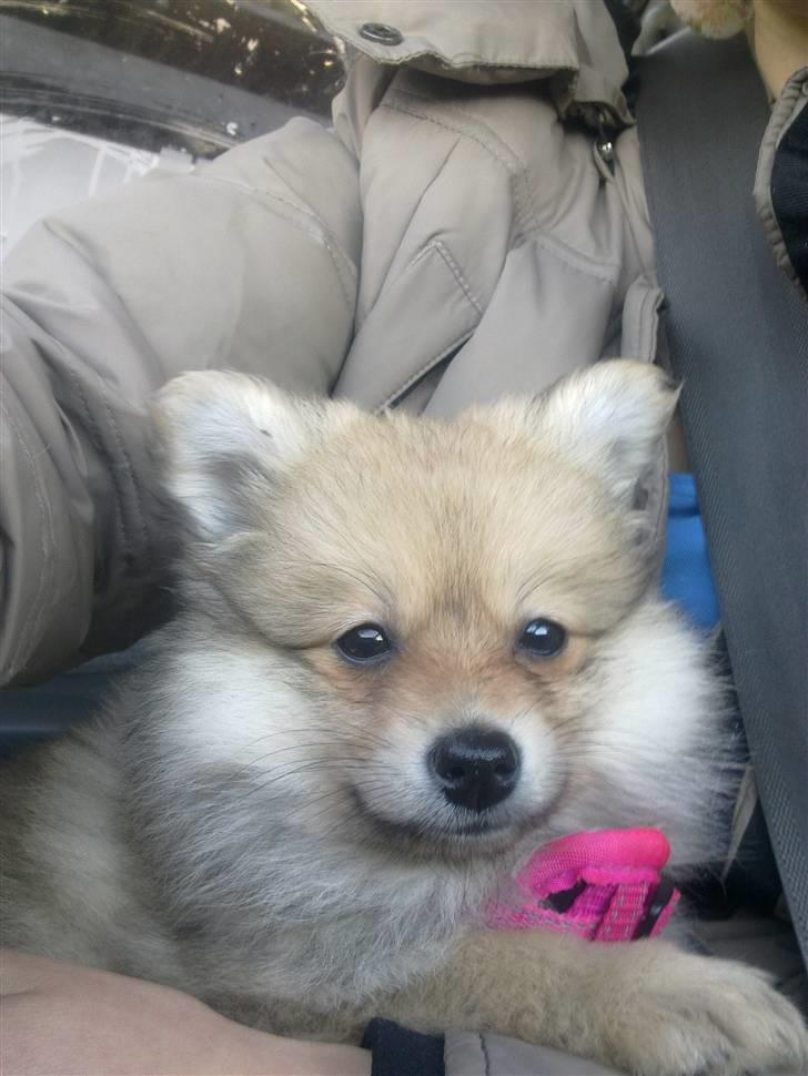 Pomeranian Malou  billede 4