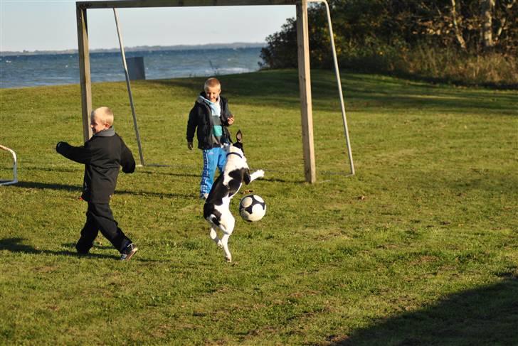 Blanding af racer Gaia billede 11