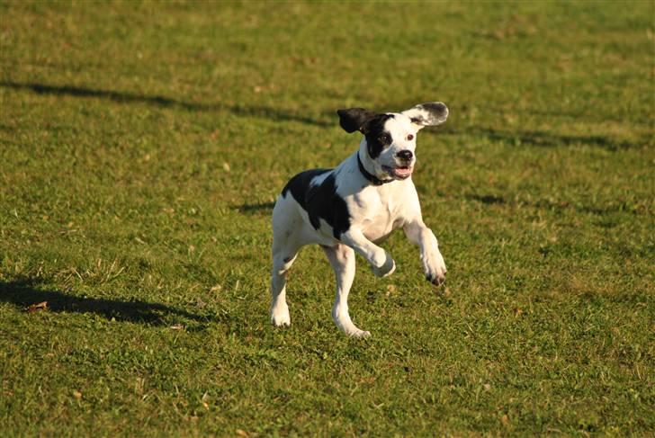 Blanding af racer Gaia billede 12