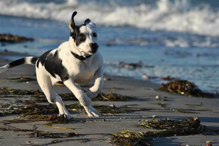 Blanding af racer Gaia billede 13