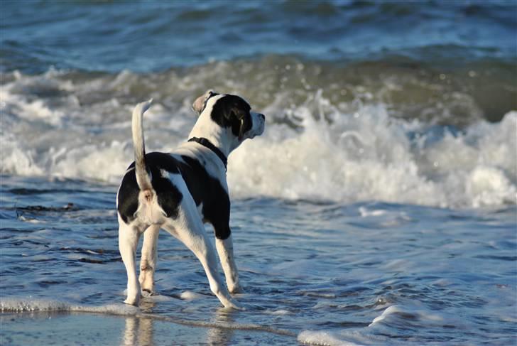 Blanding af racer Gaia billede 14