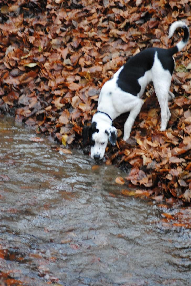 Blanding af racer Gaia billede 17