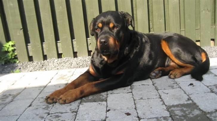 Rottweiler boris billede 1