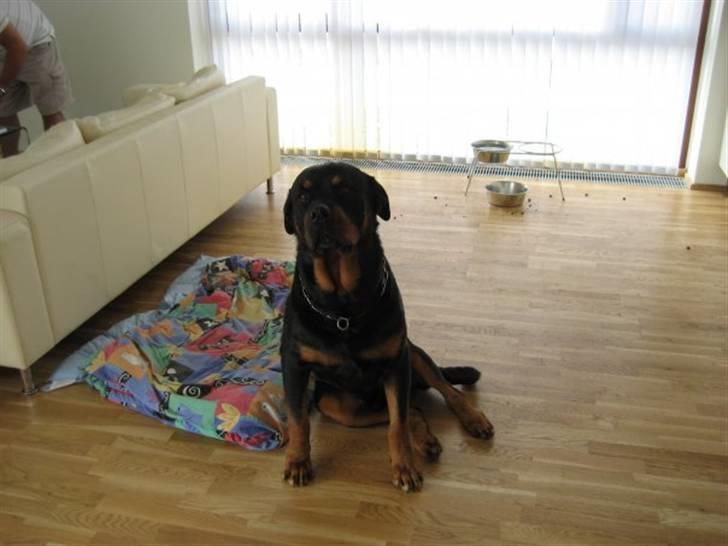 Rottweiler boris billede 2