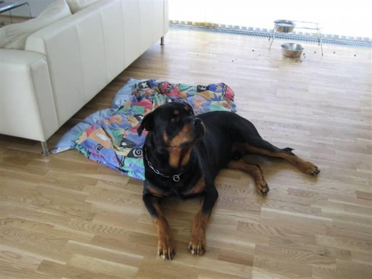 Rottweiler boris billede 3