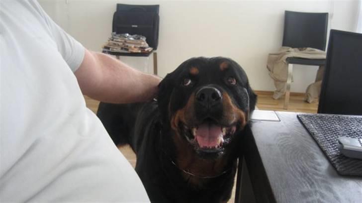 Rottweiler boris billede 4