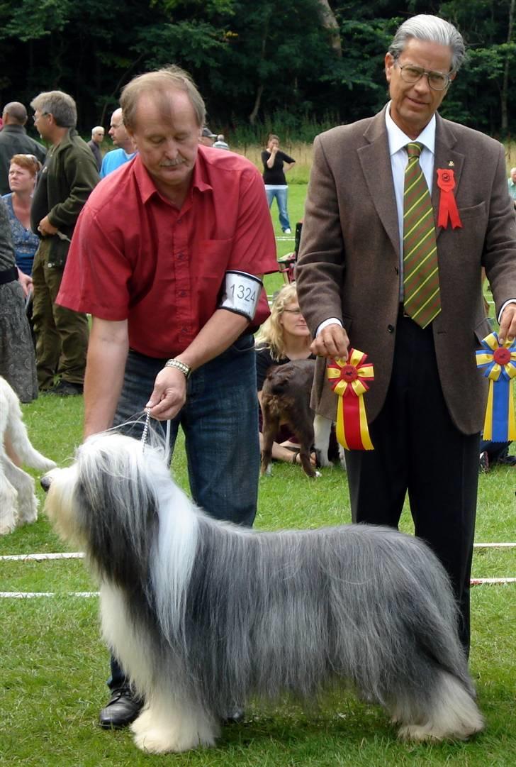 Bearded collie Bernie billede 13