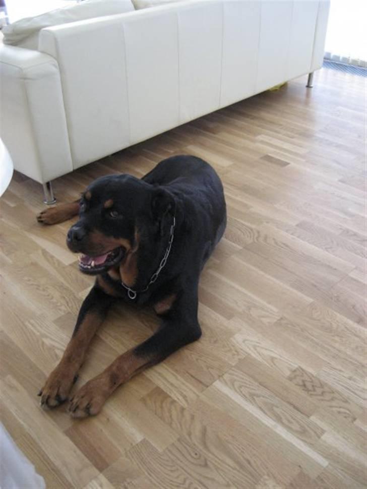 Rottweiler boris billede 5