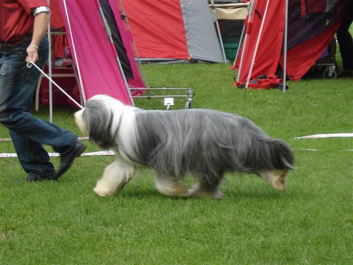 Bearded collie Bernie billede 14