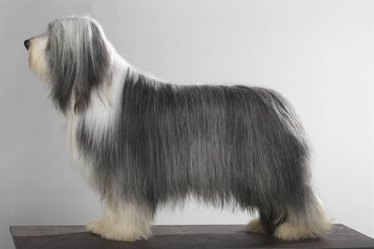 Bearded collie Bernie billede 15
