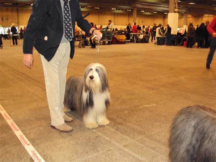 Bearded collie Bernie billede 16