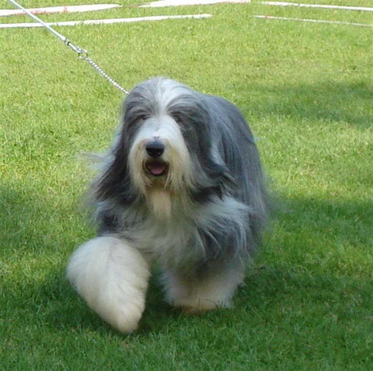 Bearded collie Bernie billede 17