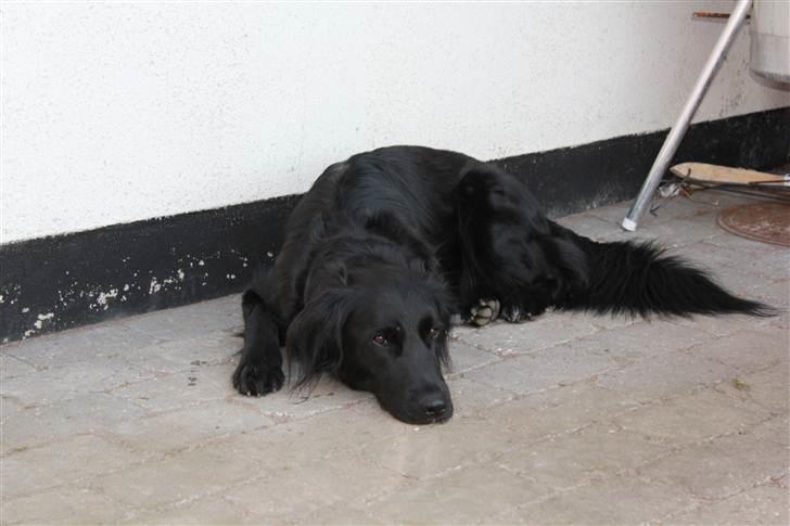 Blanding af racer Junior <3 - <3 :D Søde Junior!<3 Billede taget af mig :D billede 7