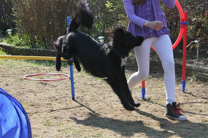 Blanding af racer Junior <3 - Du er perfekt!<3 Billede taget af Frederikke (min søster) :D billede 8