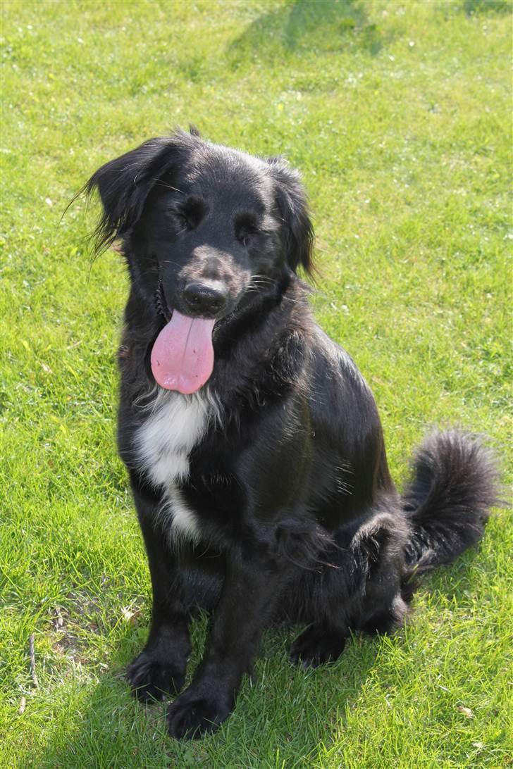 Blanding af racer Junior <3 - Elsker dig basse <3 Billede taget af mig :D billede 9