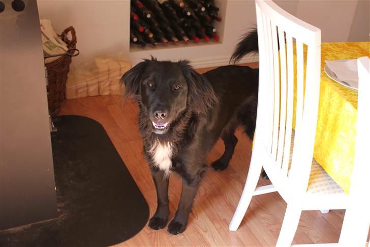 Blanding af racer Junior <3 - Du er ubeskrivelig basse!<3 Billede taget af mig :D billede 10