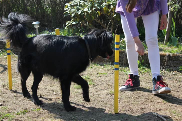 Blanding af racer Junior <3 - Slalom <3 xD :D Billede taget af Frederikke (min søster) :D billede 12