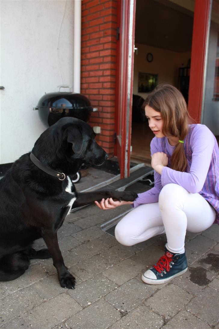 Blanding af racer Kenzo <3 - Kenzo er rigtig god til "gi´ pote" :D <3 Billede taget af Frederikke (min søster) :D billede 10
