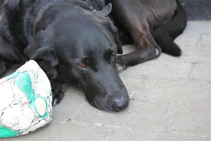 Blanding af racer Kenzo <3 - Kenzo min dreng jeg elsker dig<3 Billede taget af mig :D billede 11