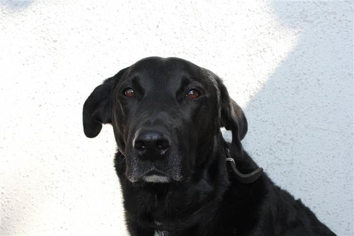 Blanding af racer Kenzo <3 - Min smukke hund<3 :D Billede taget af mig :D billede 13