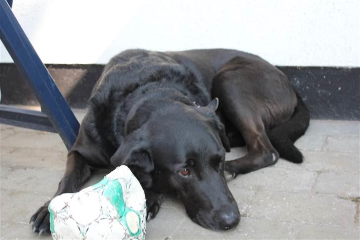 Blanding af racer Kenzo <3 - Kenzo med sin fodbold, der er liidt ødelagt ;D <3 billede 14