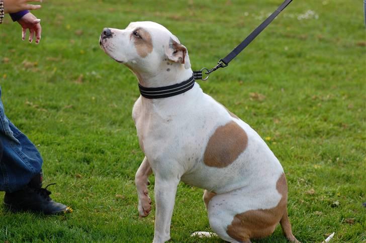 Amerikansk staffordshire terrier Two-Face - Ja ja, kom nu med den :-P billede 17