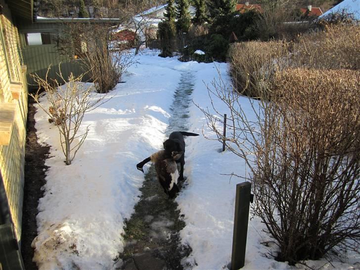 Labrador retriever Maggie billede 9