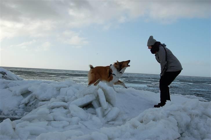 Collie langhåret Lucas billede 17