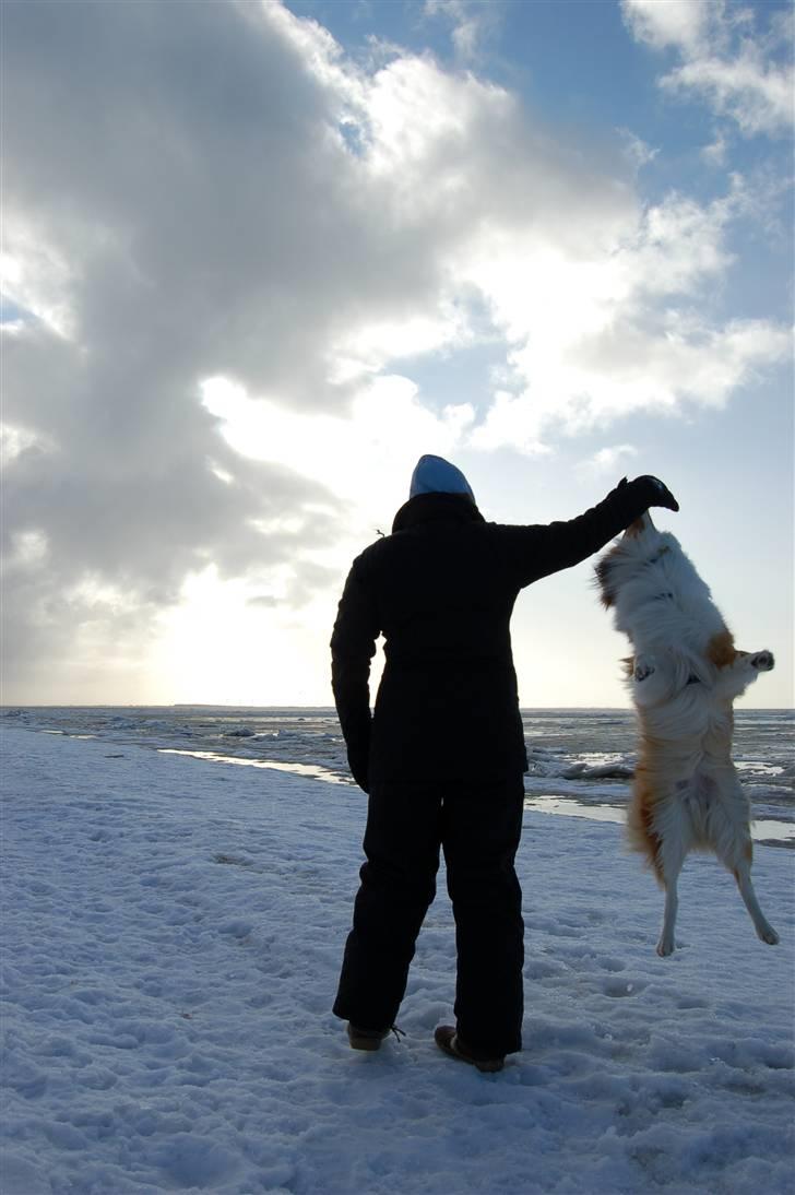 Collie langhåret Lucas billede 18