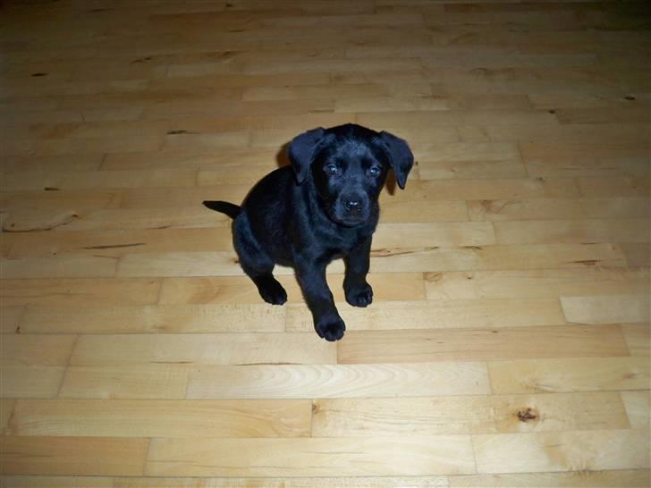 Labrador retriever jake billede 1