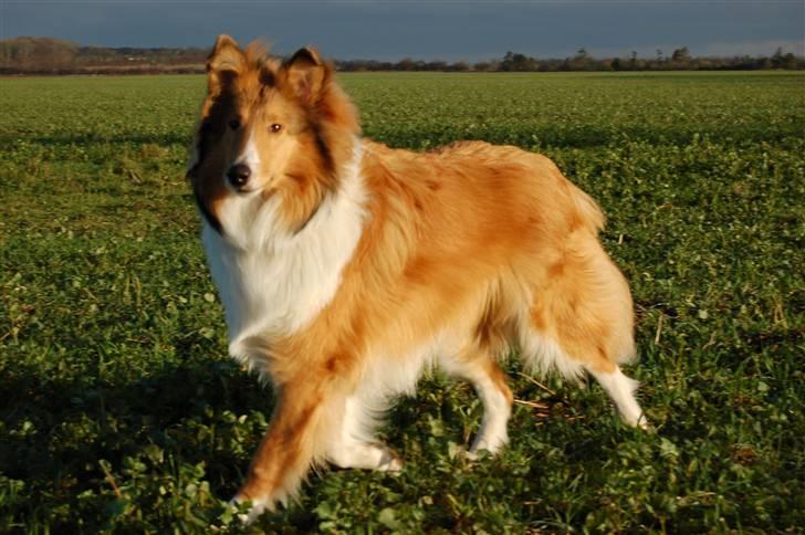 Collie langhåret Lucas billede 19