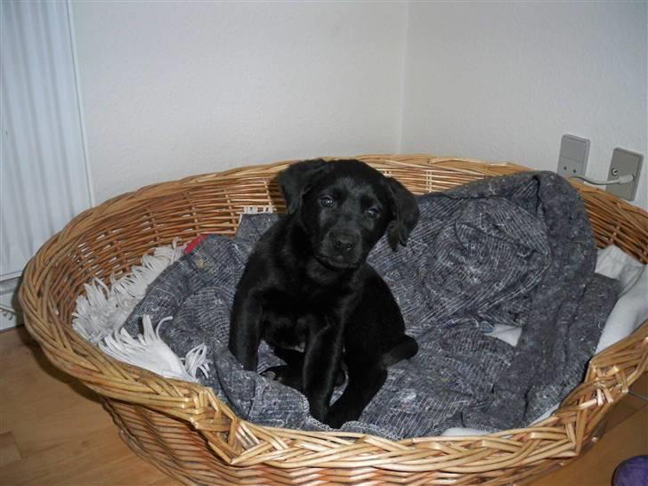 Labrador retriever jake billede 2