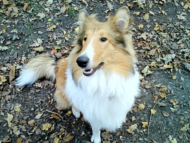 Collie langhåret Lucas billede 20