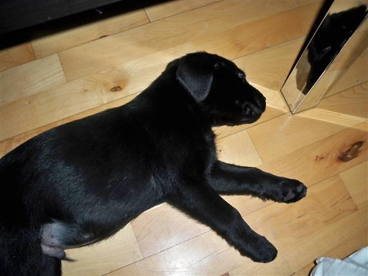 Labrador retriever jake billede 3