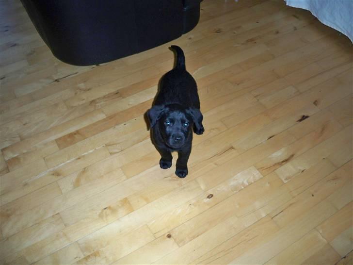 Labrador retriever jake billede 4