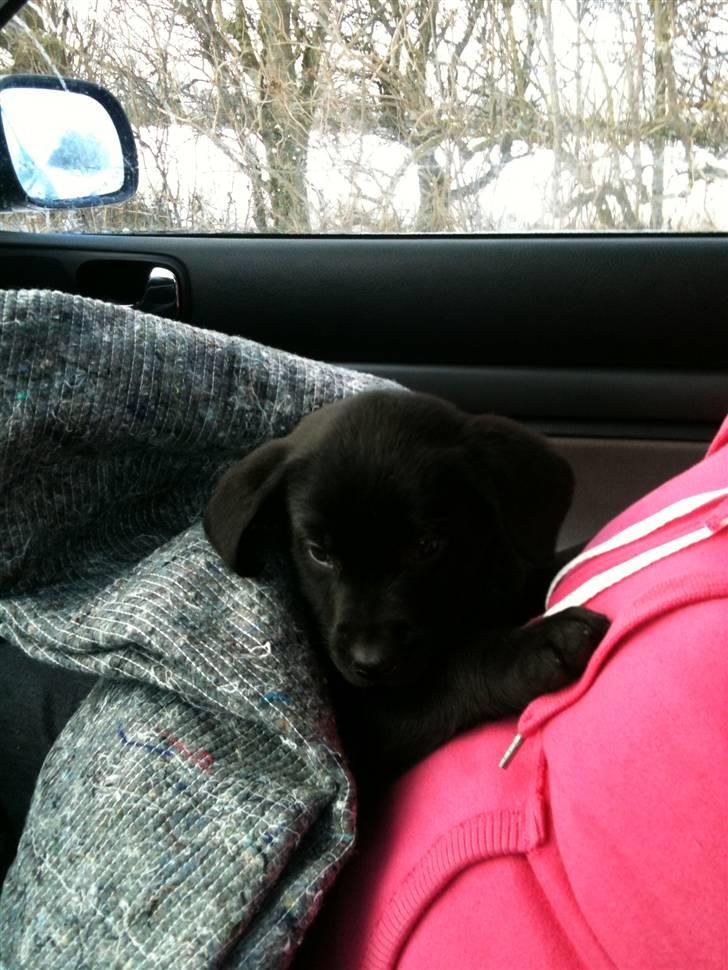 Labrador retriever jake billede 5
