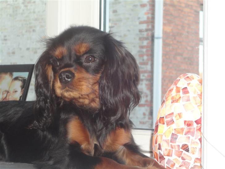 Cavalier king charles spaniel Vigga billede 1