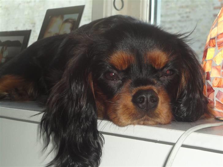 Cavalier king charles spaniel Vigga billede 2
