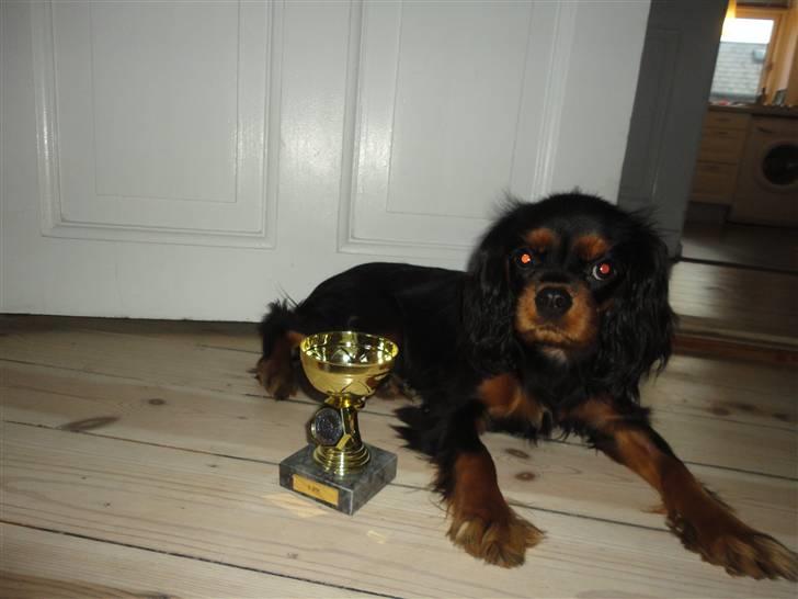 Cavalier king charles spaniel Vigga billede 3