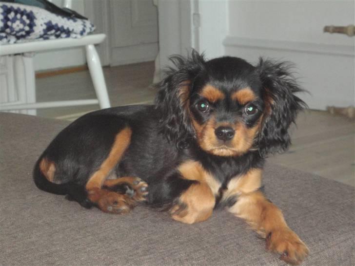 Cavalier king charles spaniel Vigga billede 4
