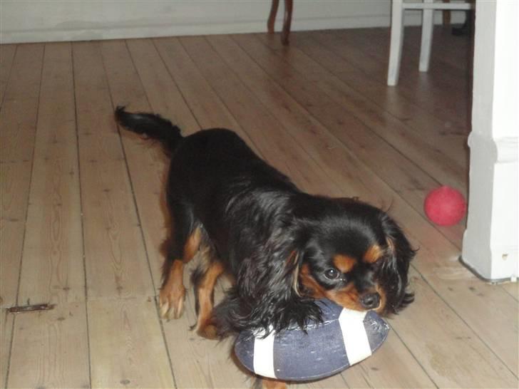 Cavalier king charles spaniel Vigga billede 5